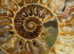 Stunning Inch Polished Ammonite - Half #5212-3
